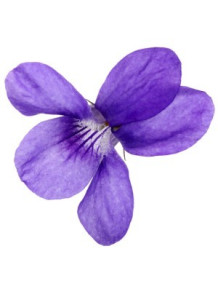 Violet Flower