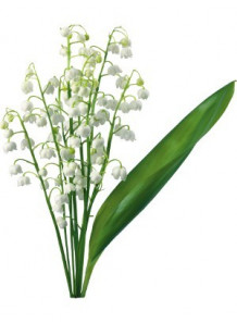 Lily Of The Valley Fragrance Oil