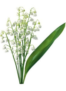  Lily Of The Valley Fragrance Oil