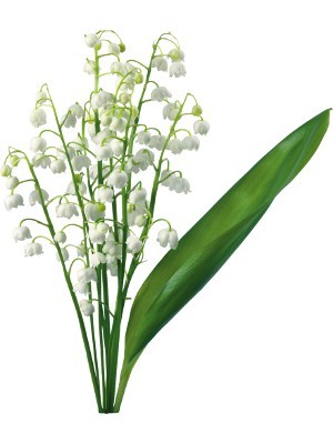 Lily Of The Valley Fragrance Oil