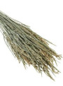 Pure-Oryzanol™ (gamma Oryzanol 97%, Rice Bran Extract)