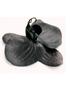  Black Orchid