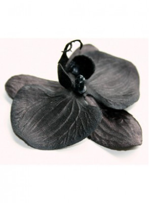 Black Orchid