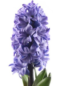  Hyacinth