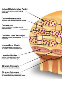  Natural Moisturizing Amino Acids