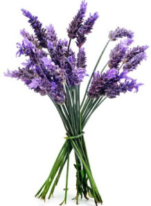  Lavender Fragrance Oil