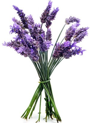 Lavender Fragrance Oil