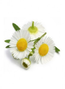 Chamomile Valley