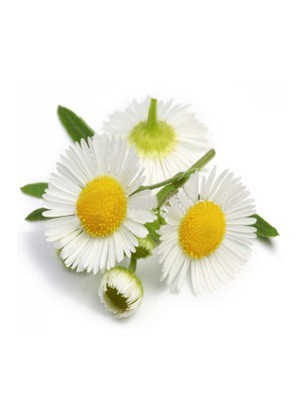 Chamomile Valley
