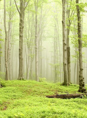 Lost in Forest