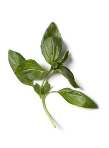  So Basil