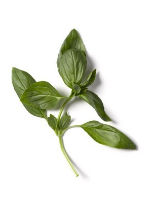 So Basil