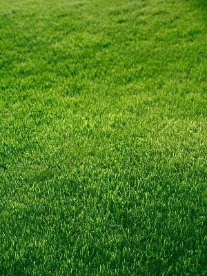 Grass Lawn