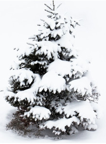 Cool Pine
