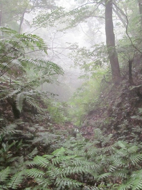 Wet Forest