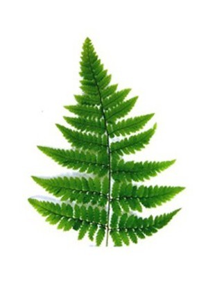 Fougère