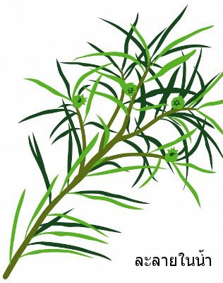 Tea Tree Oil (Water Soluble)