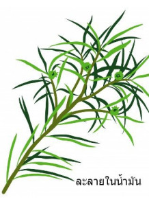  Tea Tree Oil (Extra Grade)