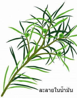Tea Tree Oil (Extra Grade)