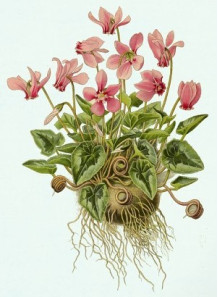  Herbal Cyclamen