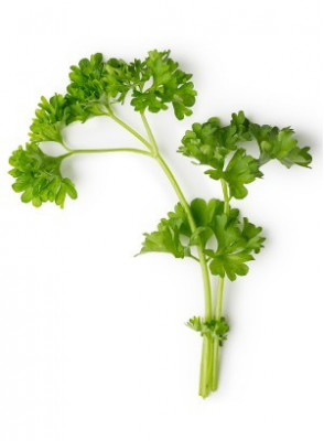 Parsley Lover