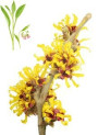Witch Hazel (Alcohol Free, Paraben Free) Plus Allantoin