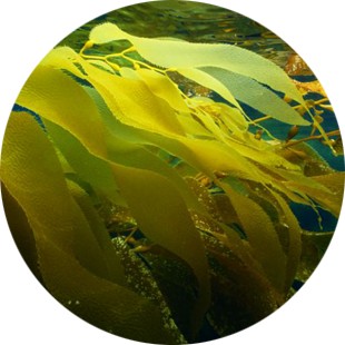 Alaria Esculenta Extract