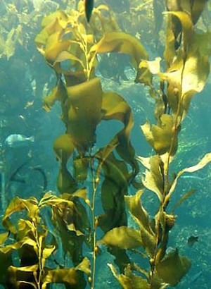 Seamollient