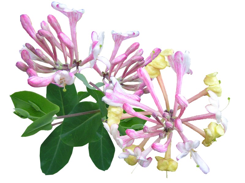 Honeysuckle Oil
