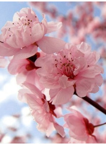 Japanese Cherry Blossom...
