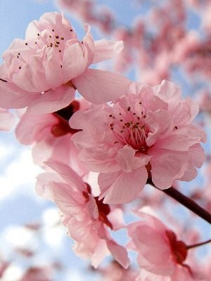 Japanese Cherry Blossom (Compare to Bath & Body)