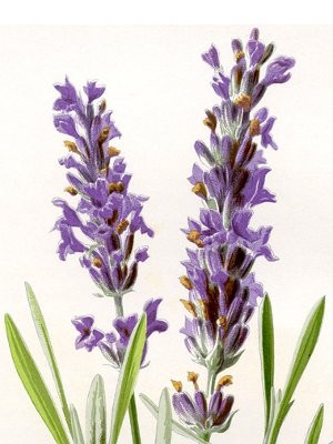 Lavender Oil (bescents SH11)