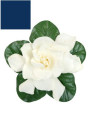  Gardenia Blue Pigment (Natural Pigment Powder)