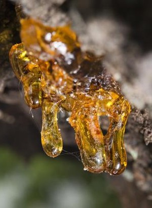 Copaiba Oil (High Beta Caryophyllene)