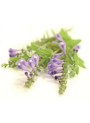 Pure-Baicalin™ (Scutellaria Baicalensis Root Extract, 85% Baicalin﻿)
