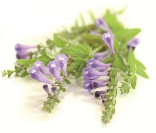 Pure-Baicalin™ (Scutellaria Baicalensis Root Extract, 85% Baicalin﻿)