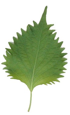 Shiso Extract