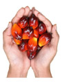 Tocotrienols (Oil, 50%, Cosmetics)