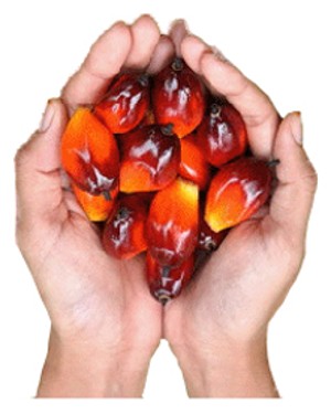 Tocotrienols (Oil, 50%, Cosmetics)
