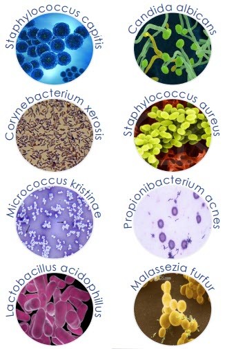 Prebio-care (Skin Prebiotic)
