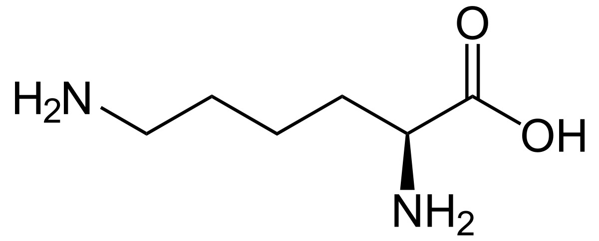 L-Lysine (Base)