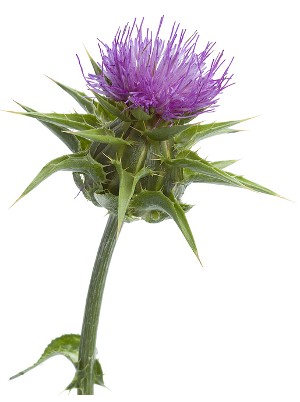 Silybum Marianum Extract (Milk Thistle, Silymarin)