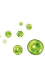 HydroAlgae™