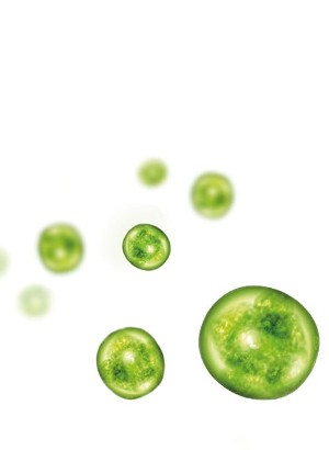 HydroAlgae™