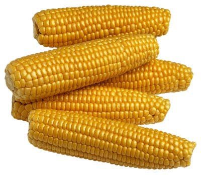 Ethyl Ferulate (Ferulic Acid Ethyl ester)