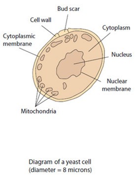 Live Yeast Cell Derivative (LYCD)