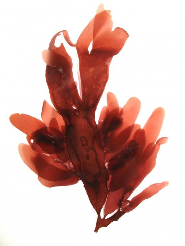 Palmaria Palmata Extract