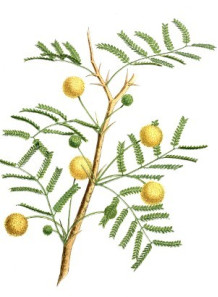  Cassie (Acacia Farnesiana) Extract