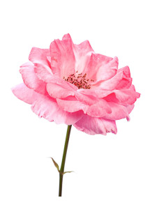 Rose (Rosa Damascena)...