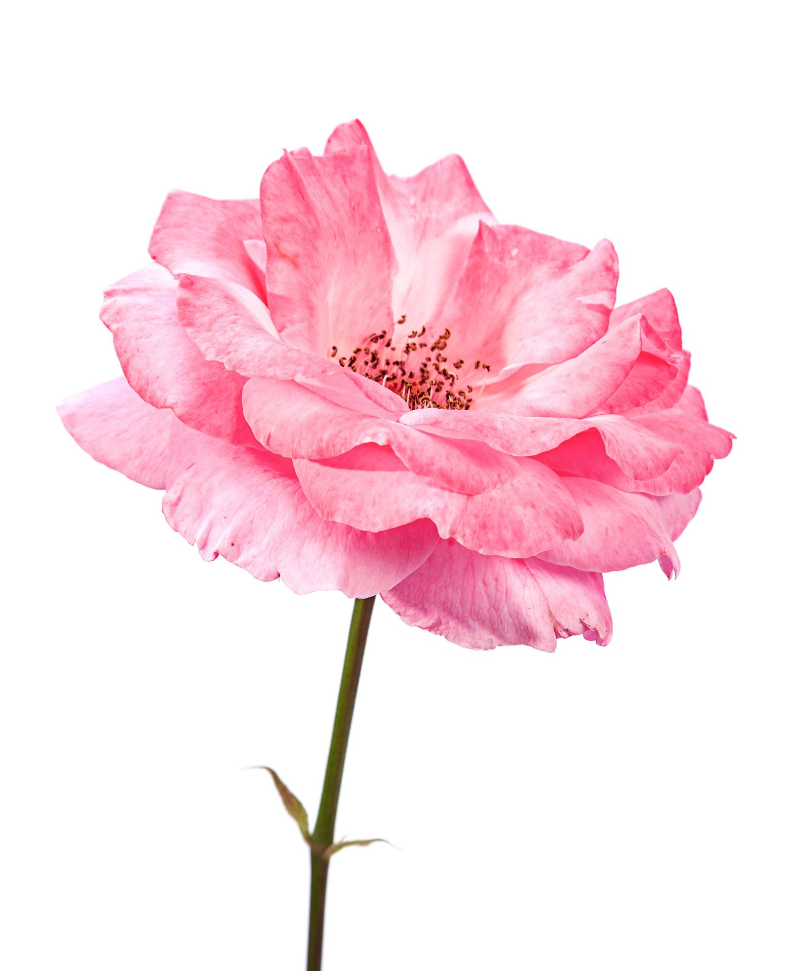 Rose (Rosa Damascena) Extract สารสกัดกุหลาบมอญ